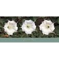 Jimson Weed by Bela Kalman. Art Print Poster 36 inches width by 16 inches height. Highest Quality Art Poster Print