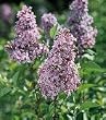 Chinese Lilac Plant One Gallon