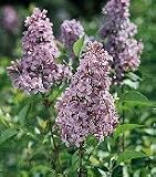 Chinese Lilac Plant One Gallon
