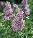 Chinese Lilac Plant Five Gallon