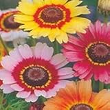 Painted Daisy (Chrysanthemum carinatum) - Jumbo Wildflower Seed Packet