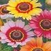Painted Daisy (Chrysanthemum carinatum) - Jumbo Wildflower Seed Packet