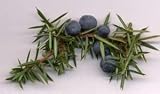 Juniper Herbal Tea