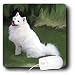 Dogs American Eskimo - American Eskimo - Mouse Pads