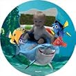 Custom Photo Plate - Nemo & Friends Photo Plate - Customize Your Nemo & Friends Photo Plate With Your Favorite Phot