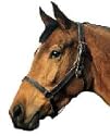 Foal halter, Basic - Ex.Large (ex.full)