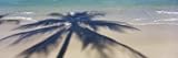 Shadow of a Tree on the Beach, Hawaii, USA Premium Photographic Poster Print by Panoramic Images , 14x42