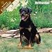   - 2008 Rottweiler 2008 16 Month Wall Calendar **IN STOCK NOW**