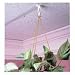 BAU54510 - Suspended Ceiling Hook, 2 Long, 2/PK, White