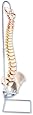 3B Scientific A59/1 Highly Flexible Human Spine Model, 29.1" Height