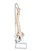 3B Scientific A59/1 Highly Flexible Spine - 3B Smart Anatomy