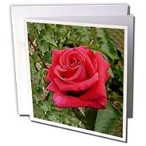 Flowers - Red HT Rose - Greeting Cards-12 Greeting Cards with envelopes