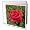 Flowers - Red HT Rose - Greeting Cards-12 Greeting Cards with envelopes