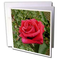 Flowers - Red HT Rose - Greeting Cards-12 Greeting Cards with envelopes