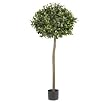 5' Sweet Bay Ball Silk tree