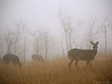 A Group of White-Tailed Deer Does Eating in Morning Fog Photographic Poster Print by Raymond Gehman, 56x42