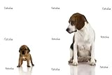 Beagle Mom And A Brown Puppy Wall Decal Removable Graphic (60"W x 40"H)