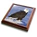 VWPics Birds - BALD EAGLE WITH FLUFFY FEATHERS ON ICE.(HALIAEETUS LECUCOCEPHALUS).HOMER, ALASKA - Trivets