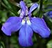 Health & Personal Care : Lobelia Herbal Tea