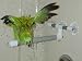 Window And Shower Perch Small