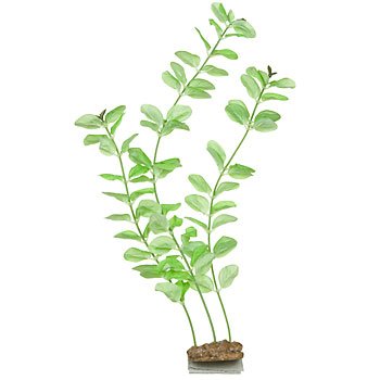 PETCO Silk Bacopa Background Aquarium Plant