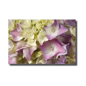 kitchen supplies in lincoln ne on Amazon Com  Hydrangea Lincoln Nebraska Giclee Print  Home   Kitchen
