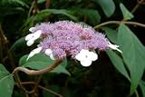 Review Longacres  / Hydrangea aspera Villosa 3L