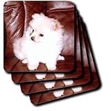 Dogs Pomeranian - White Pomeranian - Coasters
