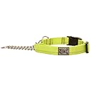 RC Pet Products 1" Primary Collection Martingale Dog Training Clip Collar, Medium, Lime