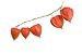 Chinese Lantern Flower Blossoms with Five against White Background - 24