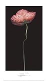 Poppy Solo Art Poster Print by S. G. Rose, 12x20
