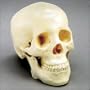 Life Size Skull -Two Piece - CH-S2