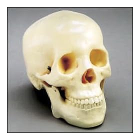 Life Size Skull -Two Piece - CH-S2