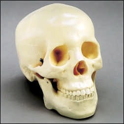 Life Size Skull -Two Piece - CH-S2