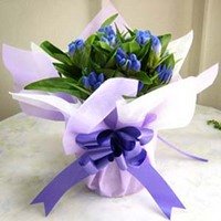【9/21出荷限り】遅れてごめんね　リンドウ鉢植えとパウンドケーキのセット【本州お届け 送料無料】【敬老の日】【お祝い・記念日・誕生日・フラワーギフト】
