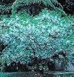 Five Gallon White Fringe Tree