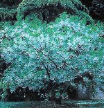 Five Gallon White Fringe Tree