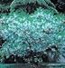 Five Gallon White Fringe Tree