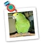 Birds - Double Yellow Amazon - Quilt Squares