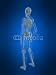 Wallmonkeys Peel and Stick Wall Decals - Skelett Des Menschen - Removable Graphic