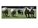 A Border Collie Demonstrates Sheep Herding Animals Photographic Poster Print, 16x12