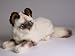   - Birman Kitten, Lying Down - Lifelike Plush|One Size - 12 inches
