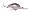 Green Gizzard Shad