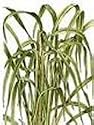 Citronella Essential Oil 10mls Therapeutic Grade Pure & Natural Cymbopogon nardus FREE P & P