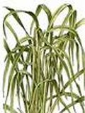 Citronella Essential Oil 10mls Therapeutic Grade Pure & Natural Cymbopogon nardus FREE P & P