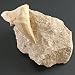 Fossil Shark Tooth in Matrix