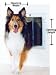 Extra Large Plexidor Pet Door / Dog Door for Walls (Silver)