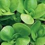 Organic Golden Purslane - 500 Seeds - Veggie