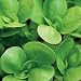 Outdoor Living : Organic Golden Purslane - 500 Seeds - Veggie