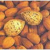 All in One Almond Tree Dwarf Five Gallon by Clifton's Nursery